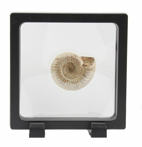 Perisphinctes Ammonite Fossil In Display Case #40014
